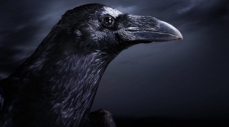 Птица черный ворон значение в истории и татуировках