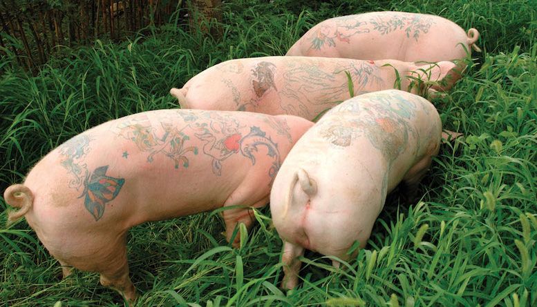 Арт ферма:свиньистатуировкамифото
