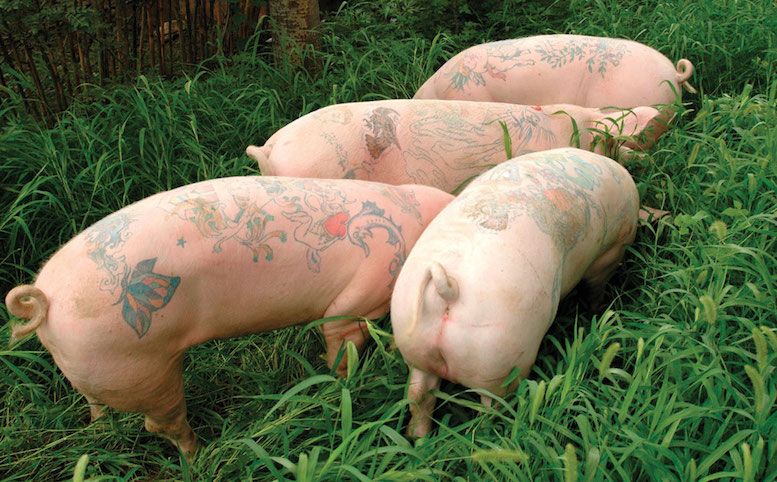 Арт-ферма: свиньи с татуировками