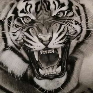 Эскиз тату Тигр